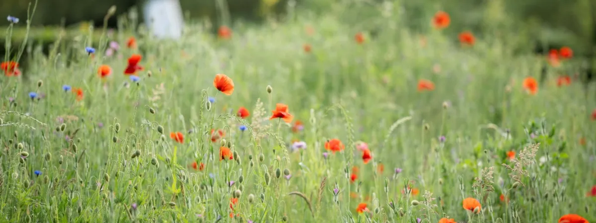 The Conscious Kitchen:  Foraged & Wild Plants