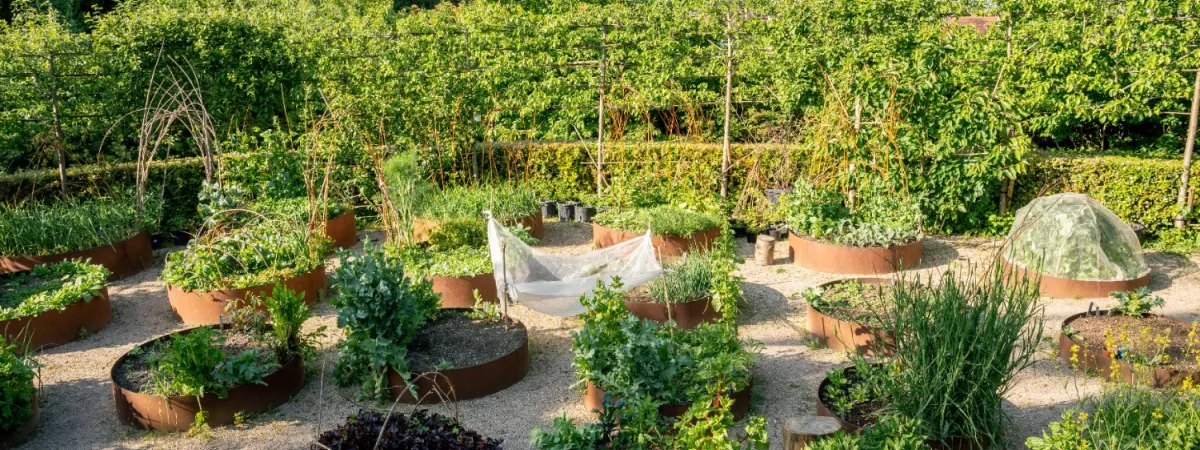The Regenerative Garden: Seed Saving