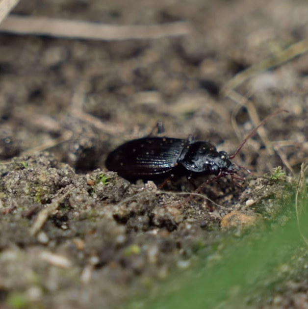 Beetles are the most diverse group of insects in the world. The UK alone has more than 4,000 beetle species.