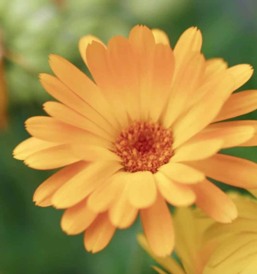 Five Edible Flower Recipes
