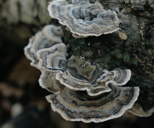 Turkey Tail Tea