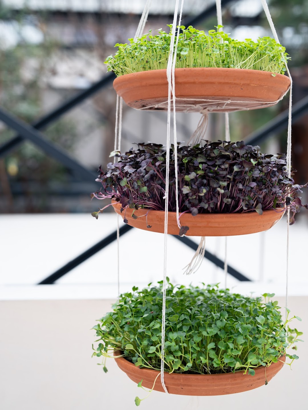 Make your own Macramé plant hanger