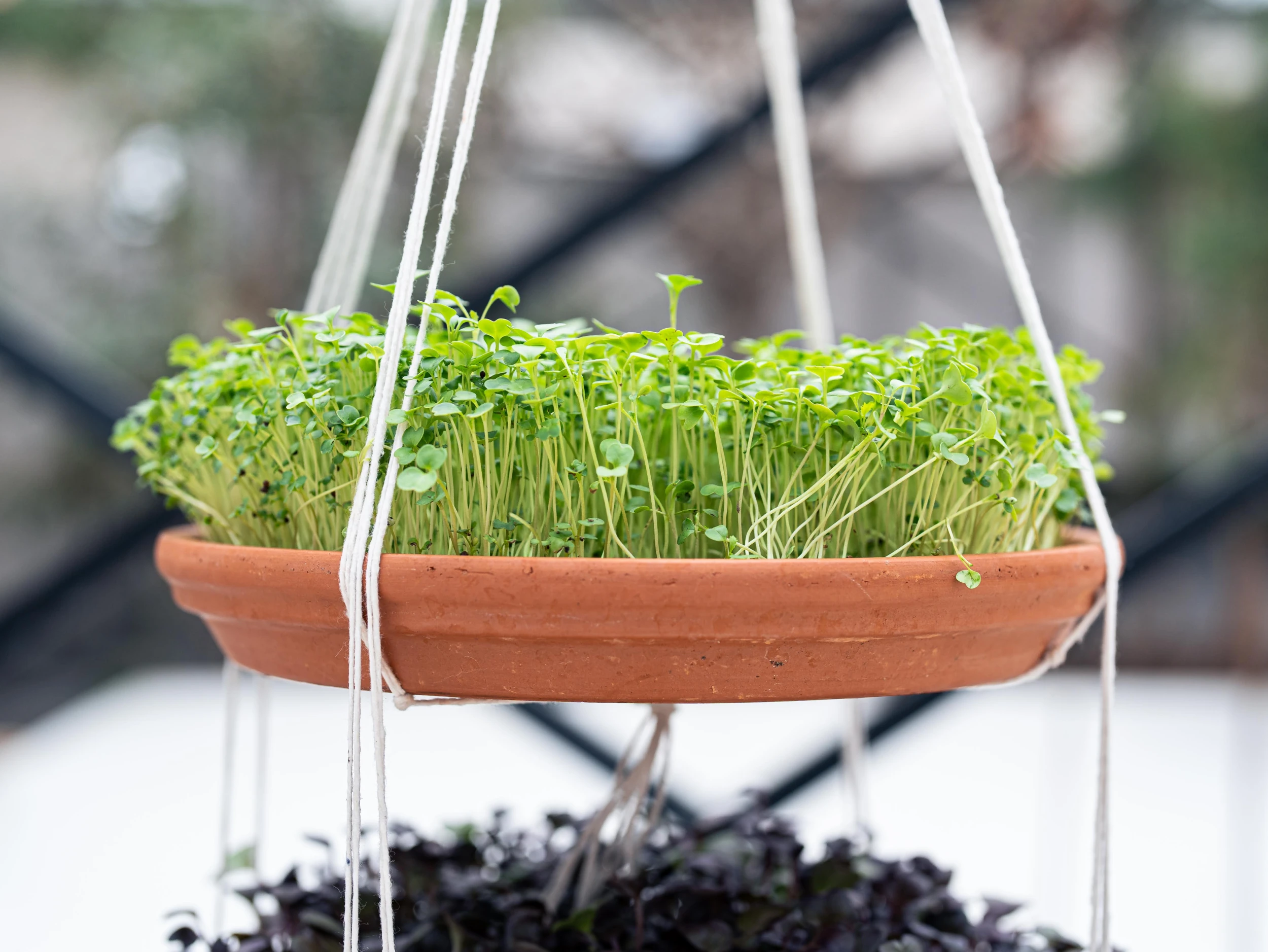 Grow your own microgreens