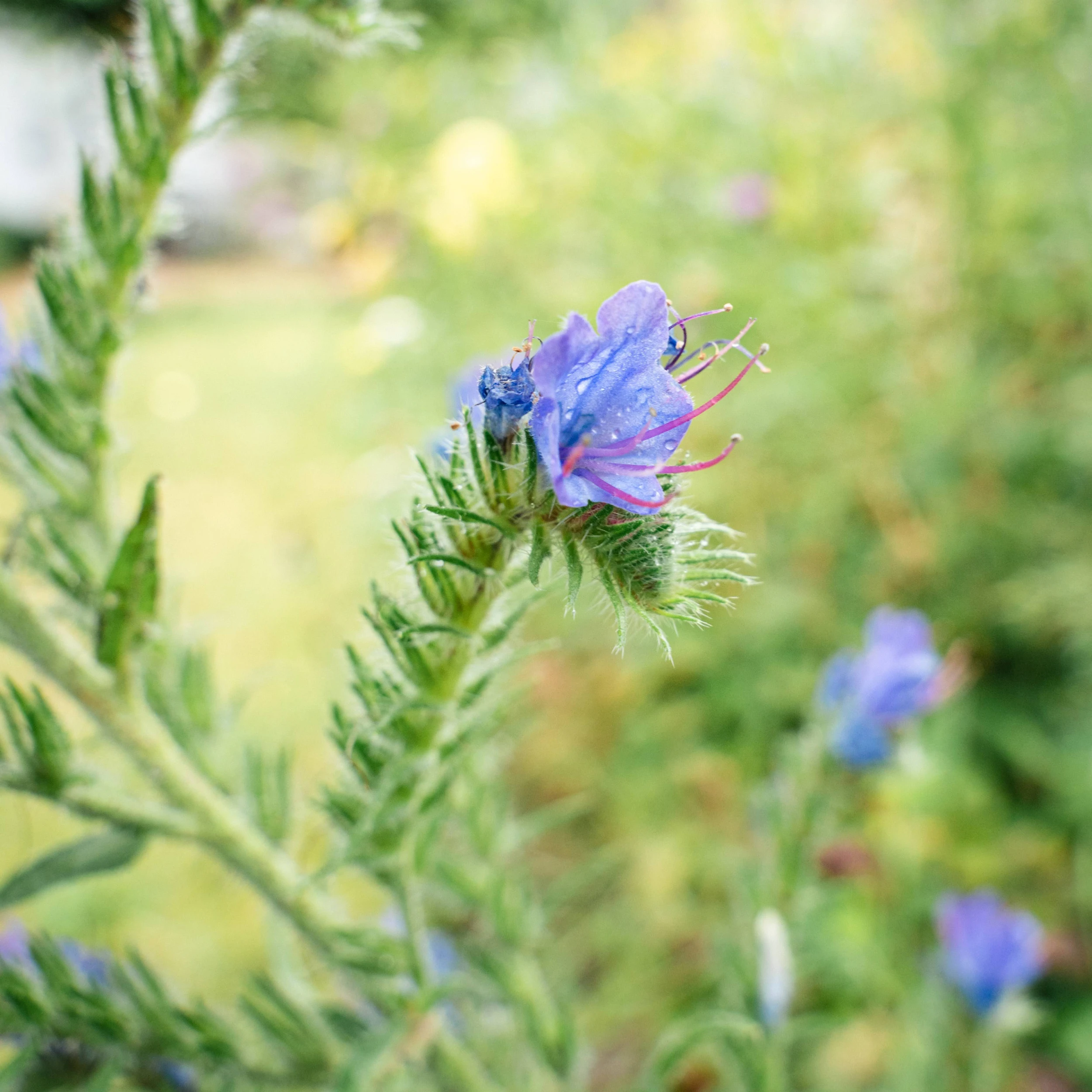 John Gaffney on the botanical names of tree species in our flower garden