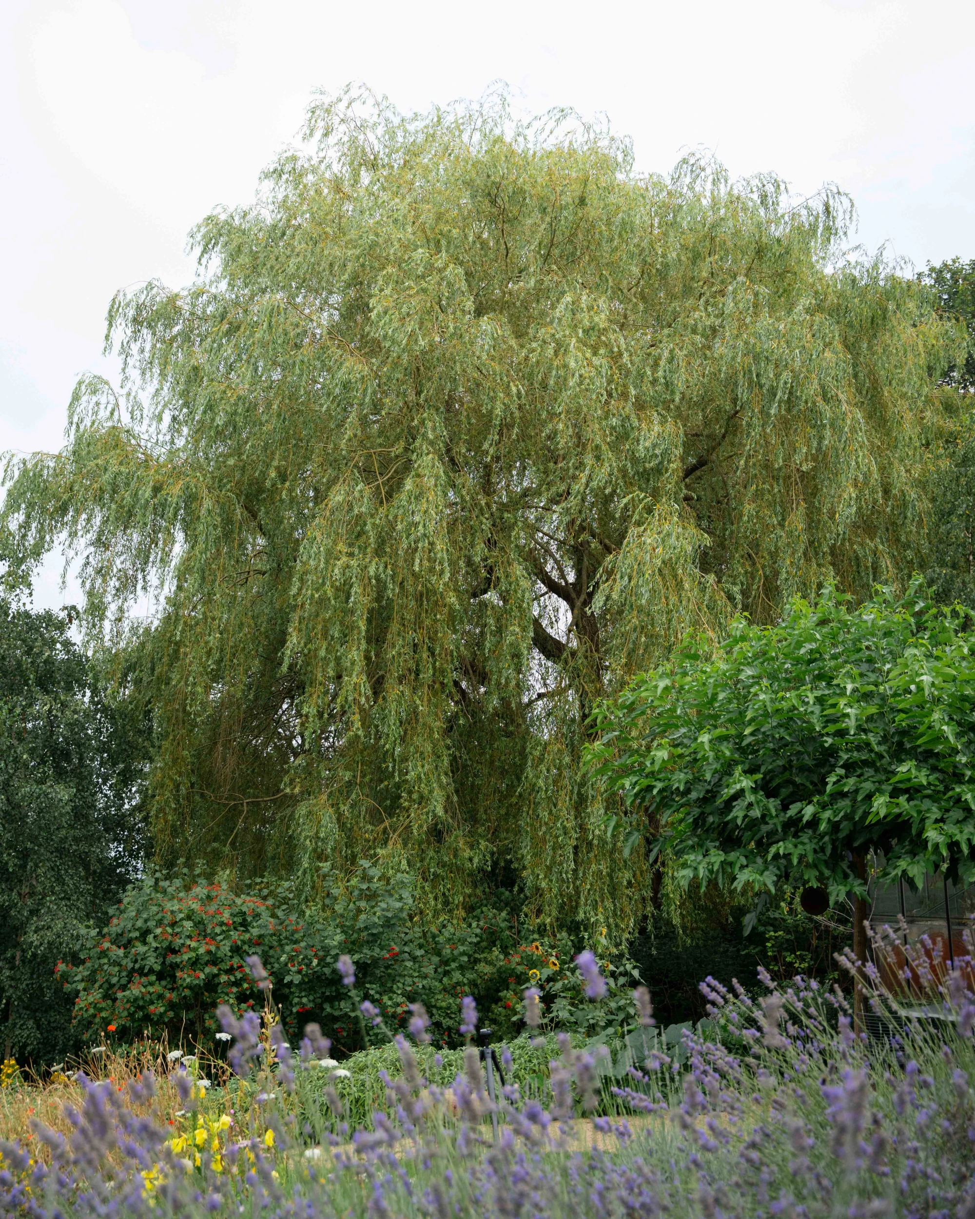 Our landscape gardener John Gaffney shares insight to the names of three trees found at OmVed.